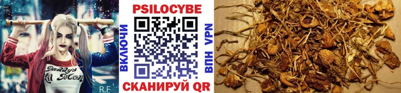 Галлюциногенные грибы Cubensis  купить  сайты  Малгобек 